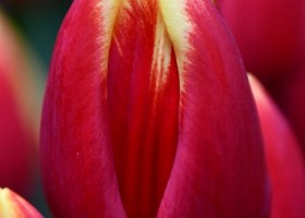 Tulipa Denmark ® (4)
